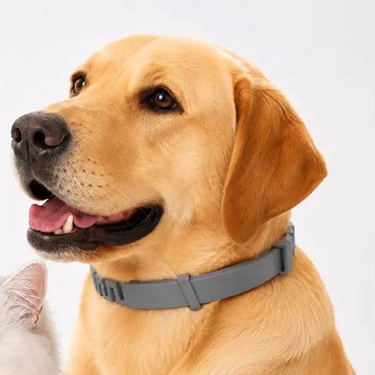 ✨8-Month Flea and Tick Prevention Collar for Cats & Dogs | Non-Toxic Shield🛡️